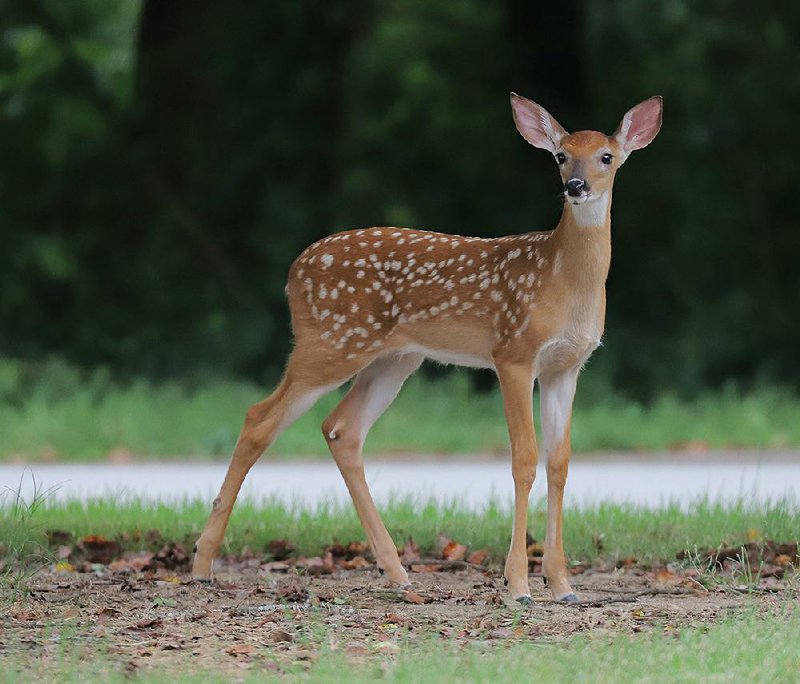 Deer Deer